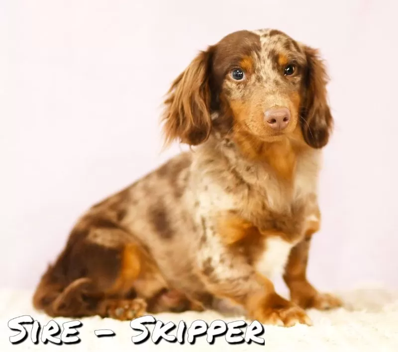 Puppy Name: Skipper